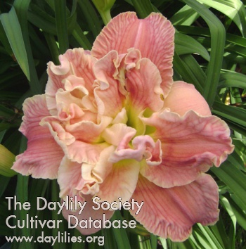 Daylily Magically Delicious